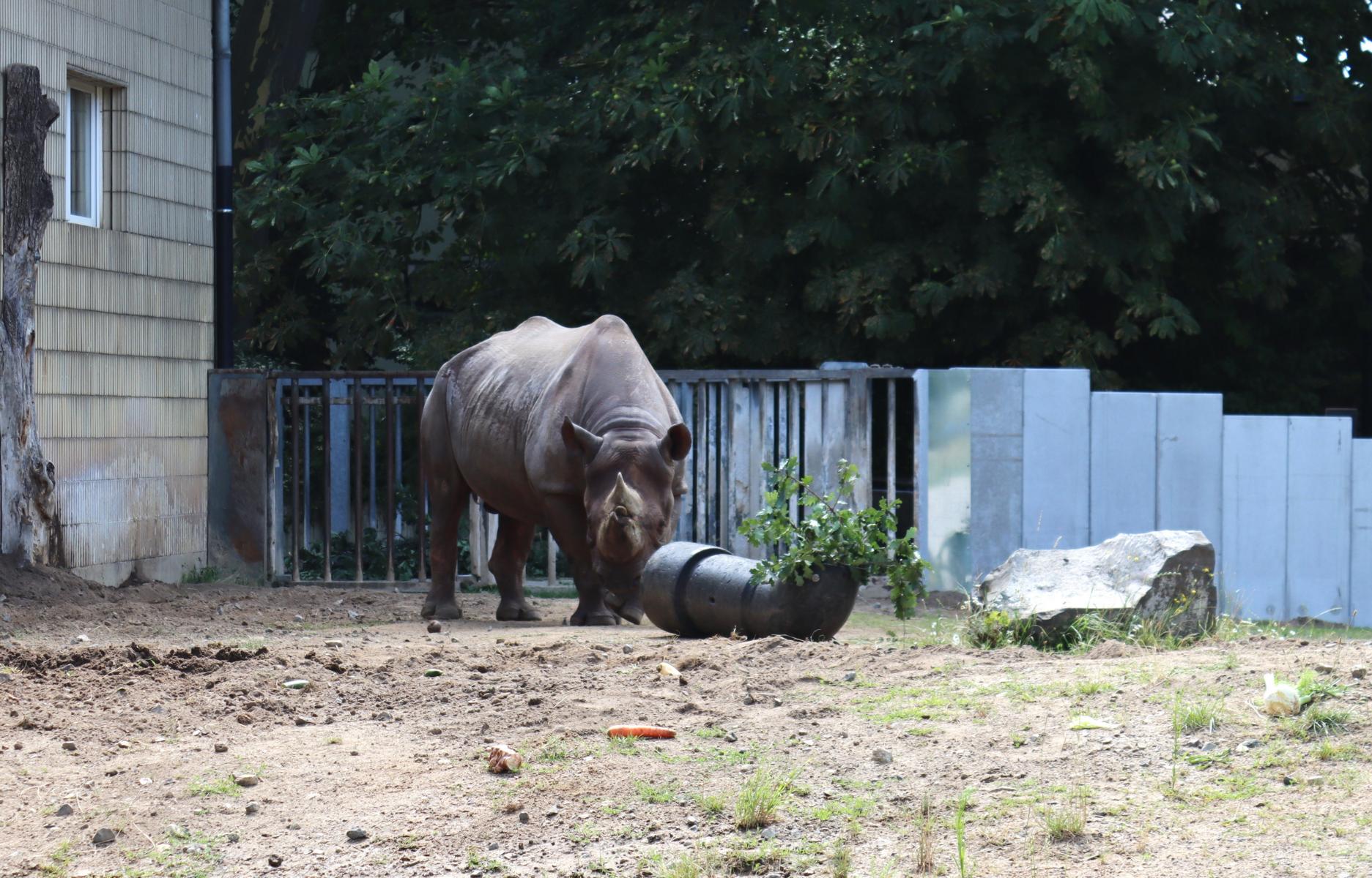   Empfang des 29 jaehrigen Nashorns TACO im Frankfurter Zoo. < > Das Spitzmaulnashorn aus dem Koelner Zoo inspiziert seinen, gerade bezogenen, Alterswohnsitz in Frankfurt.  FOTOS:< > 2024-07-23 Spitzmaulnashorn TACO inspiziert sein neues Zuhause.  < >  